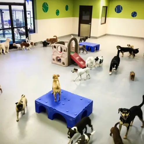 Folsom Dog Resort & Training Center Interior